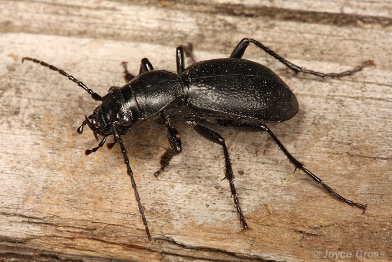 Omus californicus