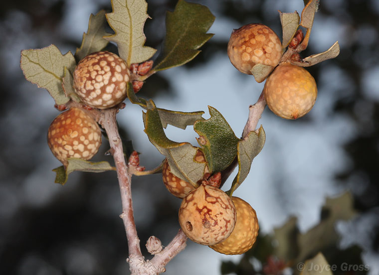 Burnettweldia plumbella
