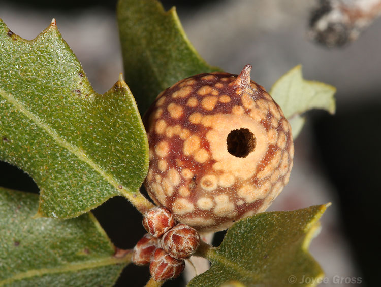 Burnettweldia plumbella
