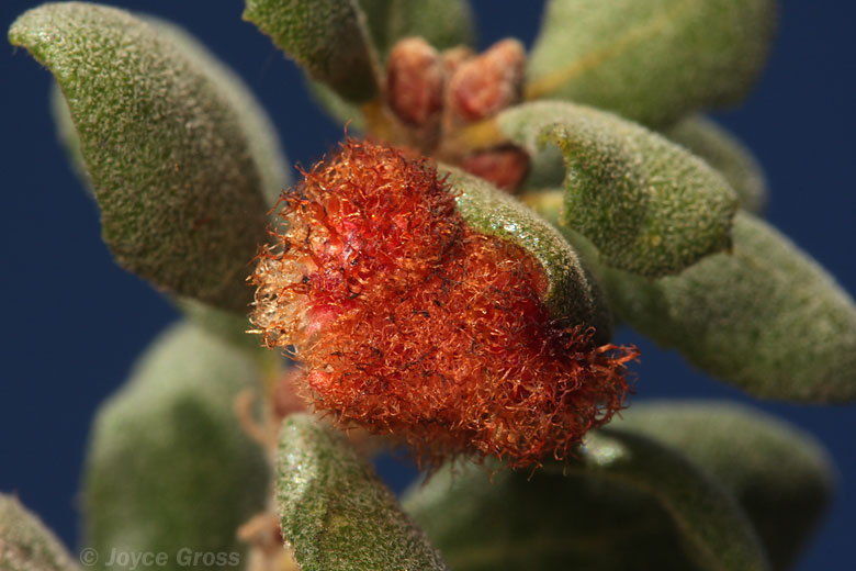 Feron crystallinum
