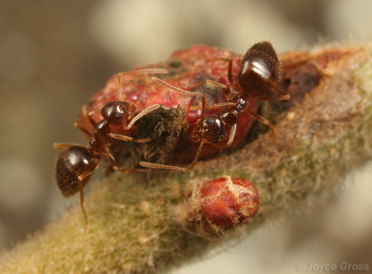 Disholcaspis mellifica