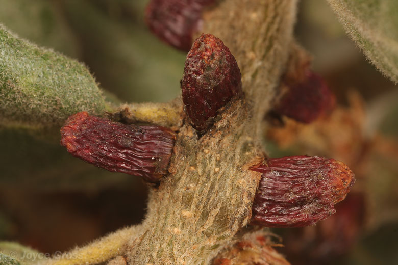 Disholcaspis mellifica