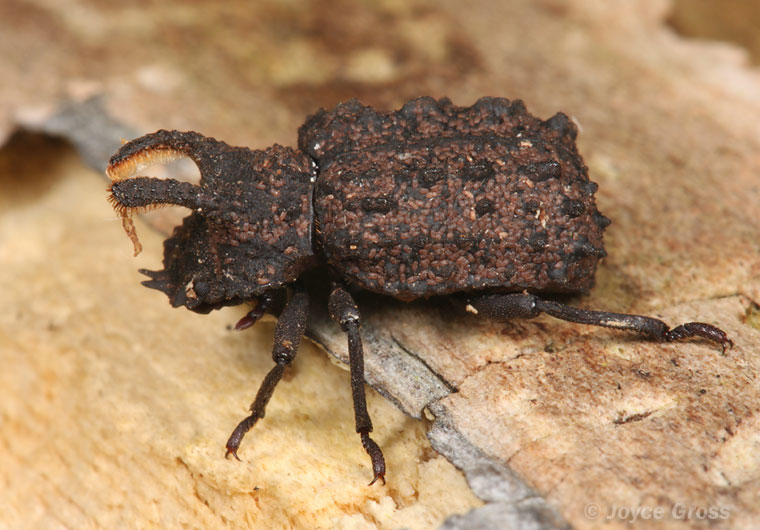 Bolitotherus cornutus