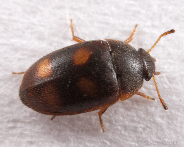 Litargus tetraspilotus