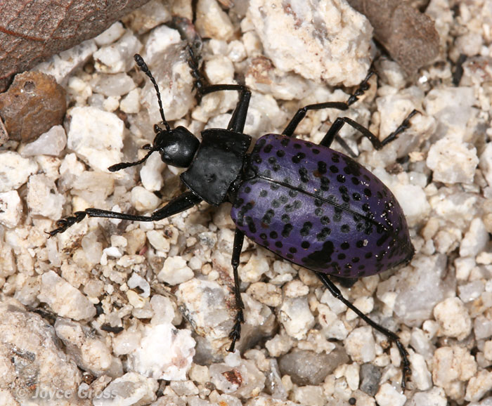 Cypherotylus californicus