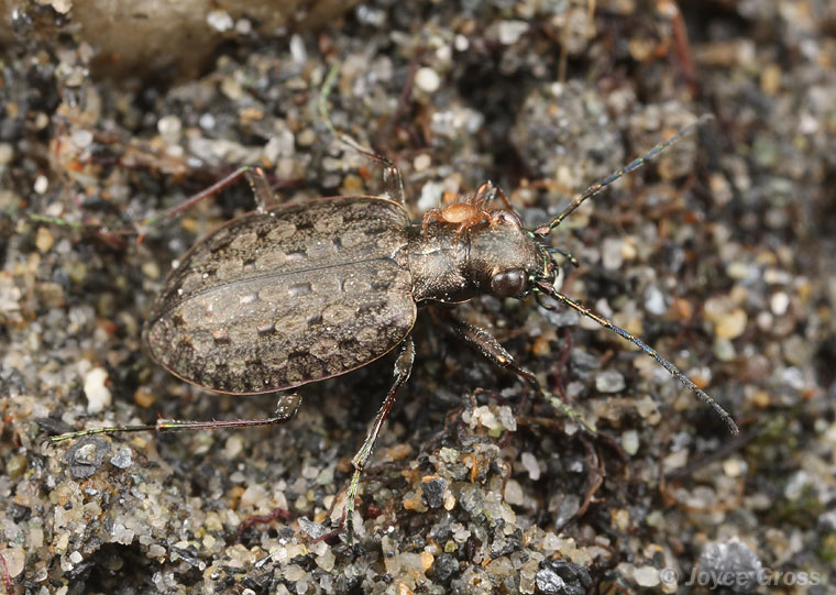 Opisthius richardsoni