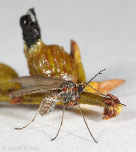Asphondylia resinosa