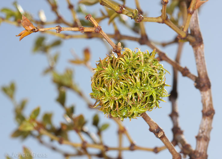 Asphondylia auripila