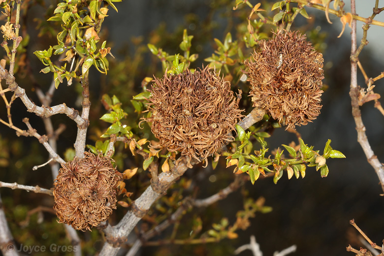 Asphondylia auripila