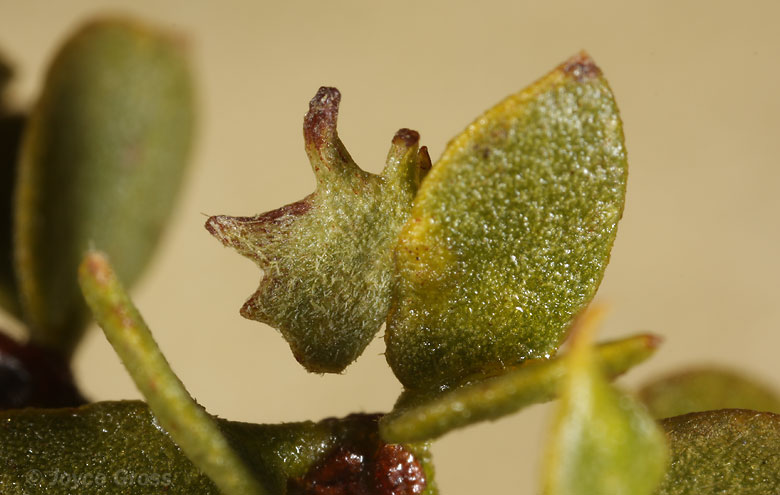 Asphondylia digitata