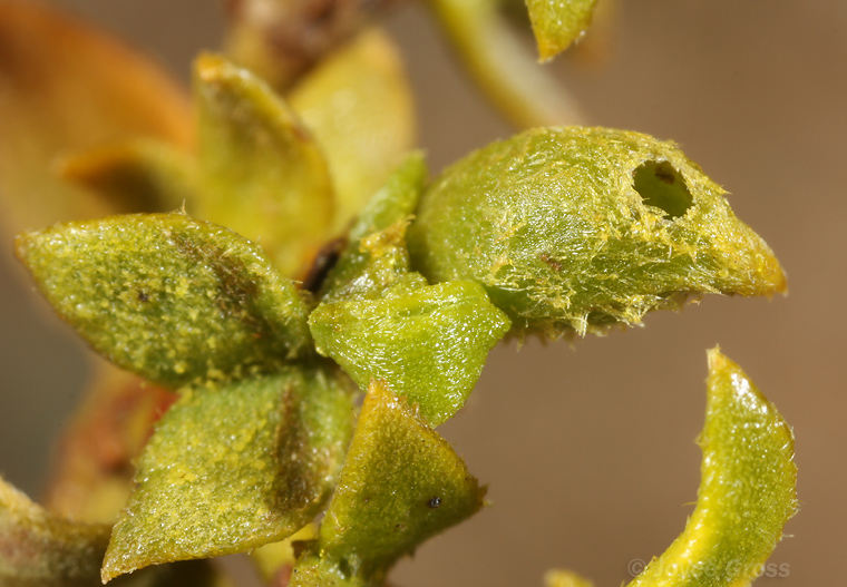 Asphondylia fabalis