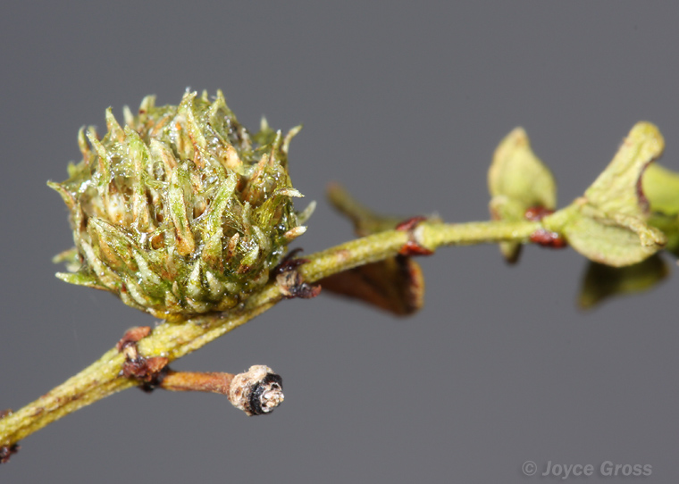 Asphondylia resinosa