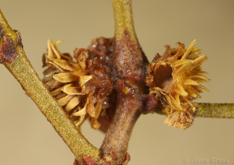 Asphondylia foliosa