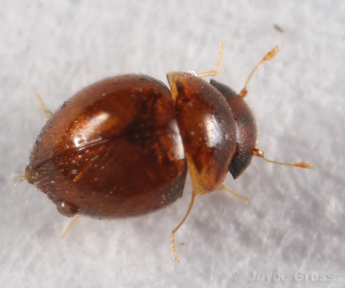 Clambus sp.