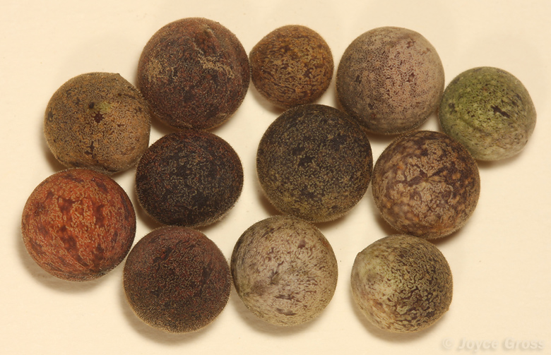 Callirhytis quercusagrifoliae