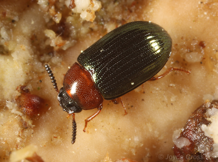 Neomida bicornis