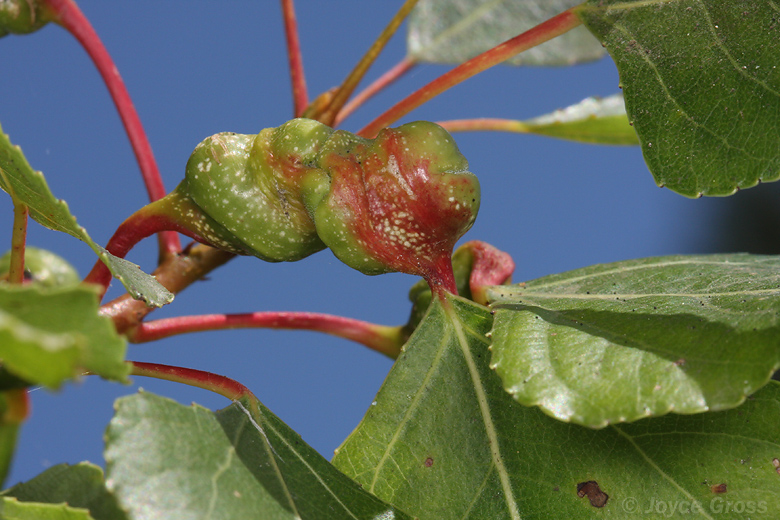 Pemphigus spyrothecae