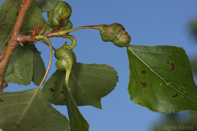 Pemphigus spyrothecae