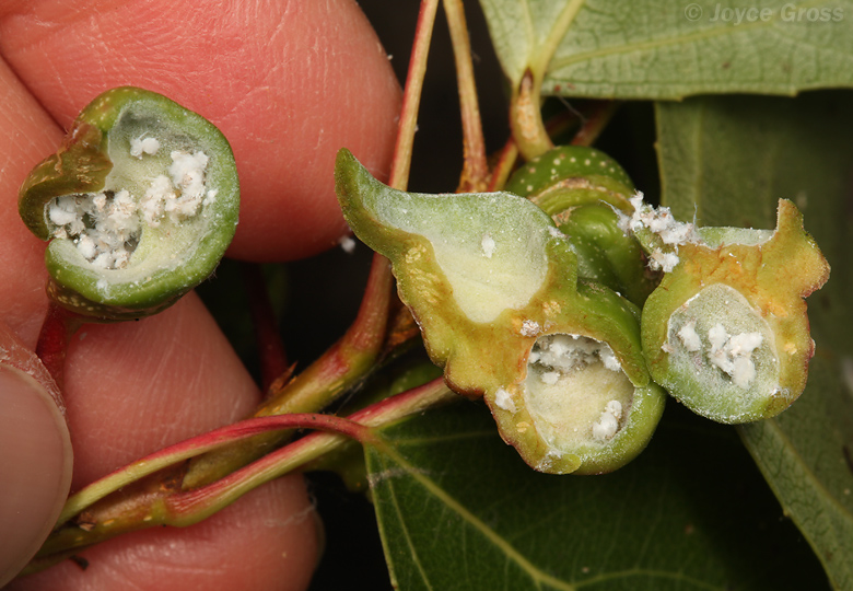 Pemphigus spyrothecae