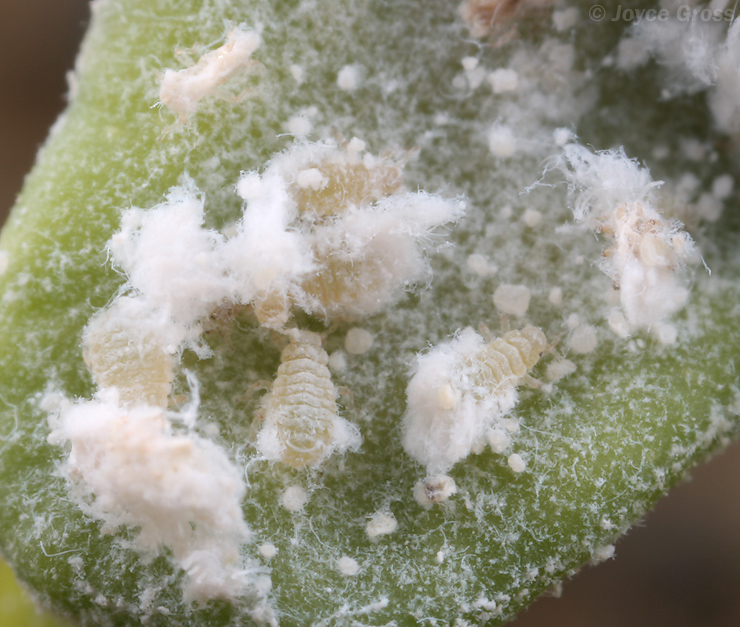 Pemphigus spyrothecae