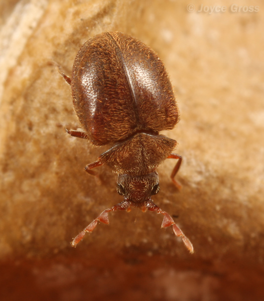 Caenocara sp.