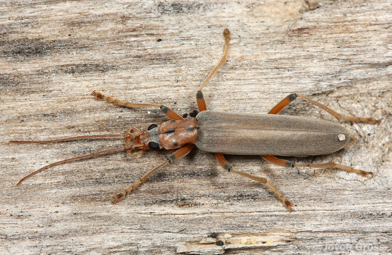 Copidita quadrimaculata
