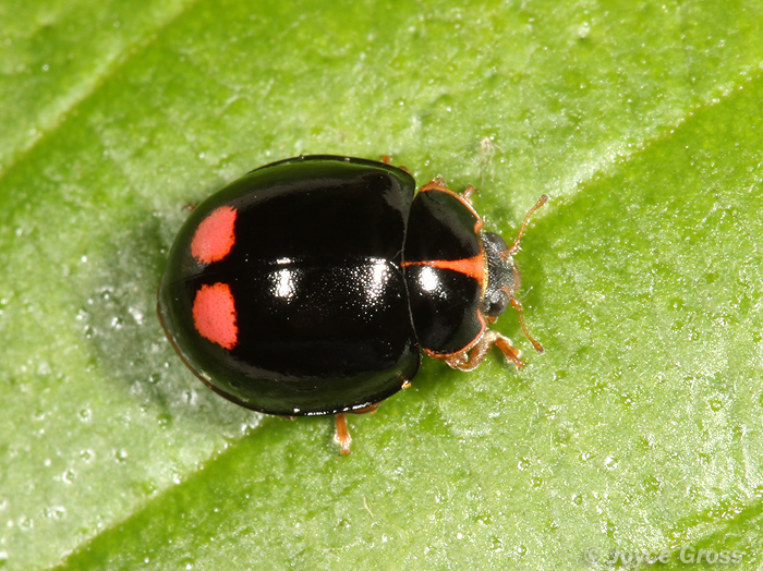 Calvia quatuordecimguttata