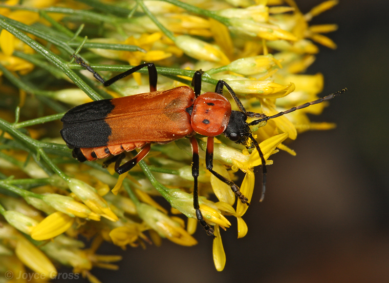 Chauliognathus profundus