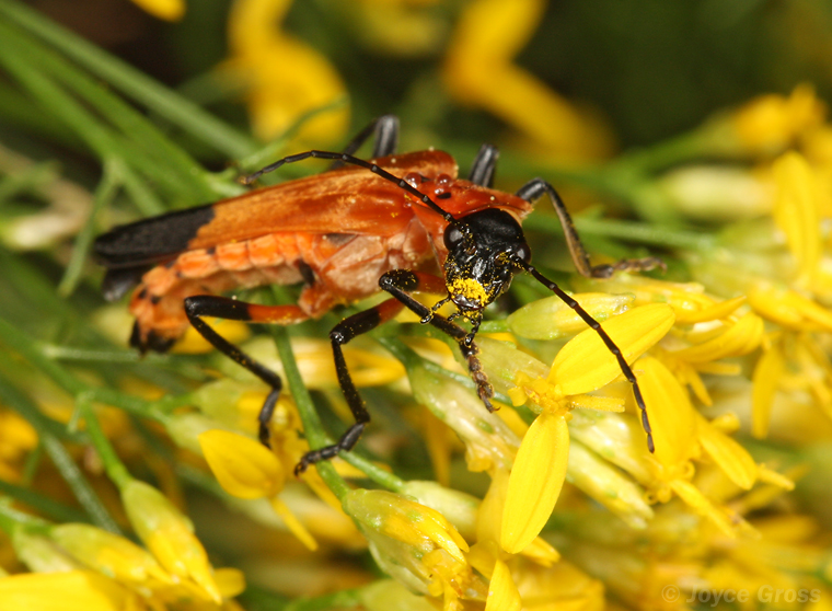 Chauliognathus profundus