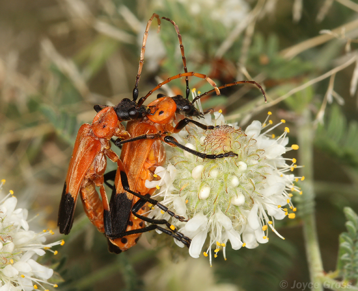Chauliognathus profundus