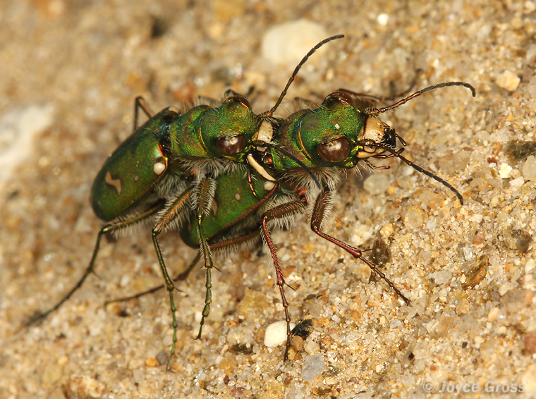 Cicindela ohlone