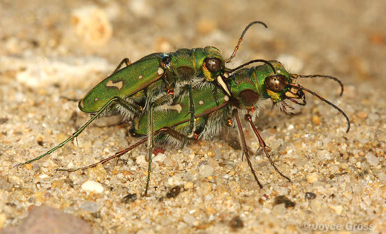 Cicindela ohlone
