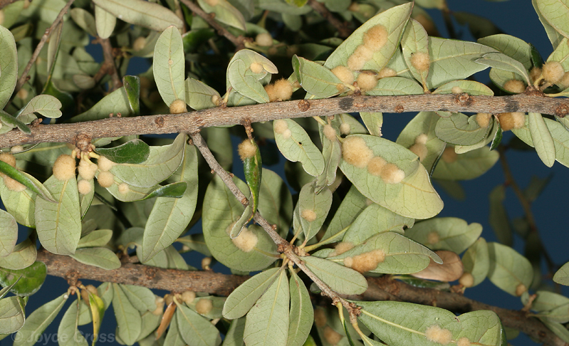 Andricus quercuslanigera