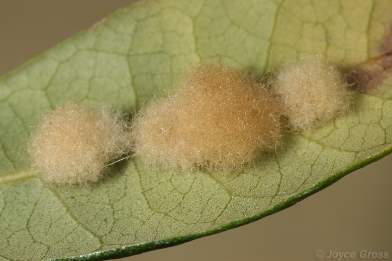 Andricus quercuslanigera