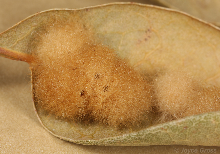 Andricus quercuslanigera