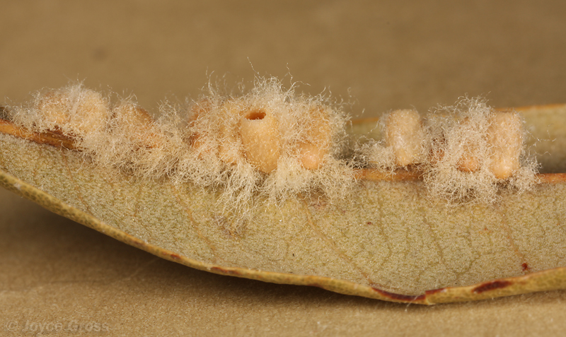 Andricus quercuslanigera