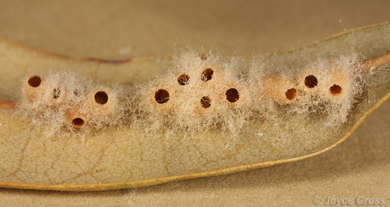 Andricus quercuslanigera