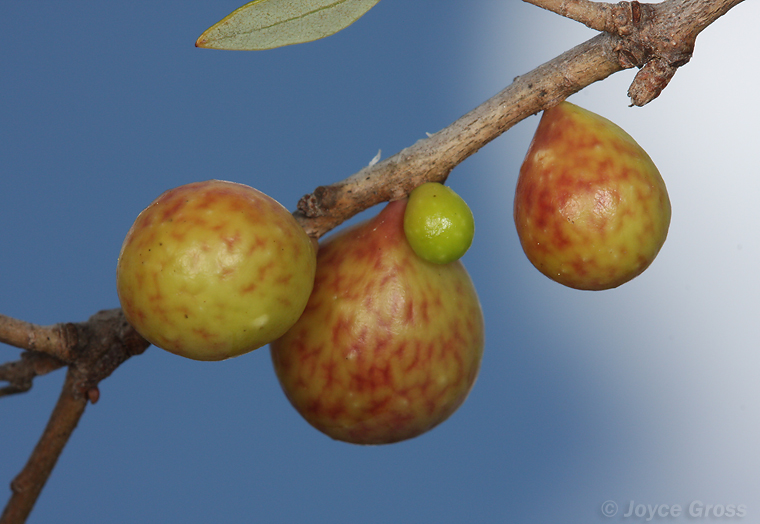 Trichoteras vacciniifoliae