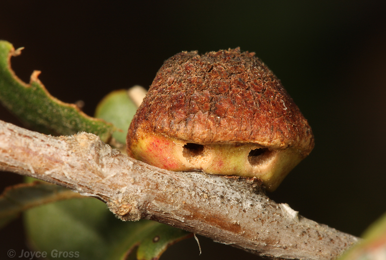 Disholandricus chrysolepidis