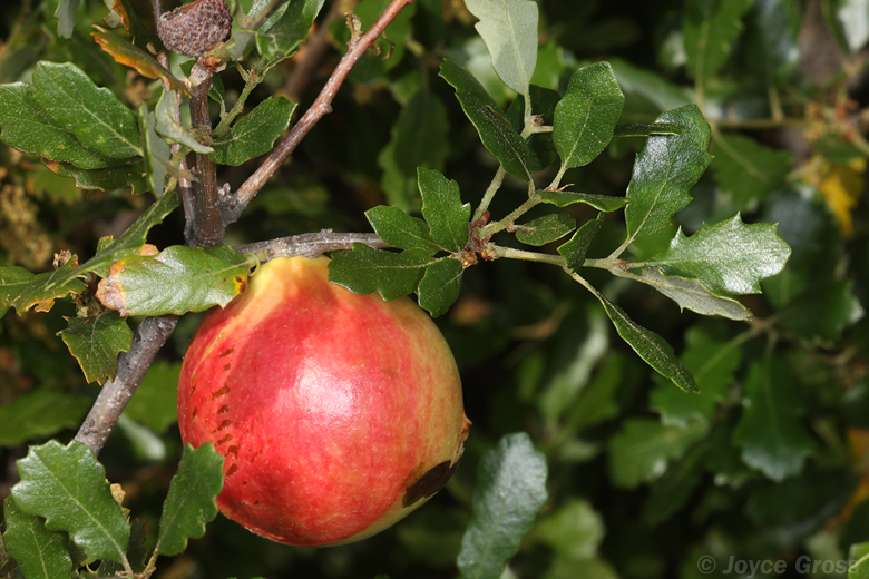 Andricus quercuscalifornicus