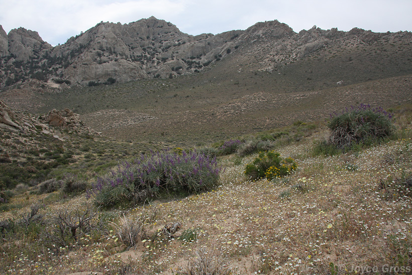Short Canyon, Owen's Peak watershed, Sierra Nevada Mountains, California