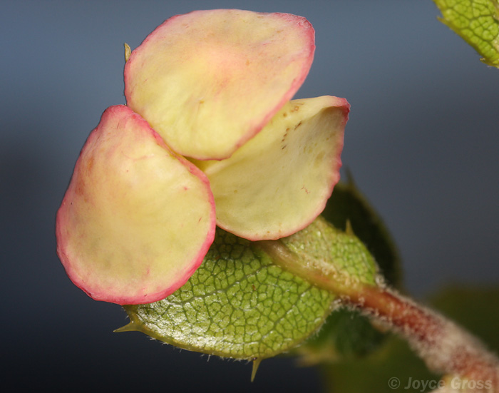 Amphibolips quercuspomiformis