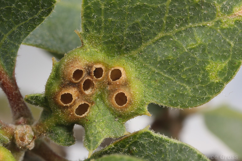 Neuroterus saltatorius