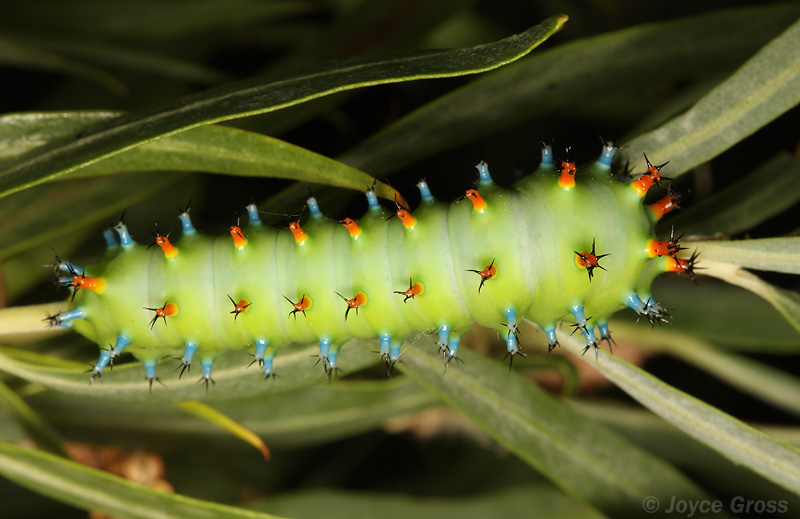 Hyalophora euryalus