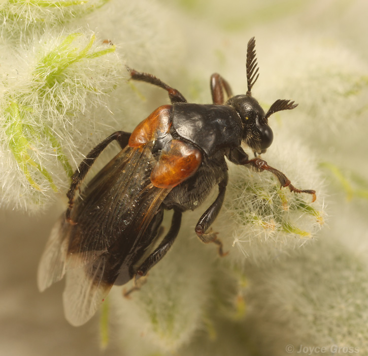 Ripiphorus sp.