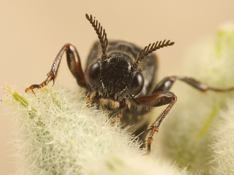 Ripiphorus sp.
