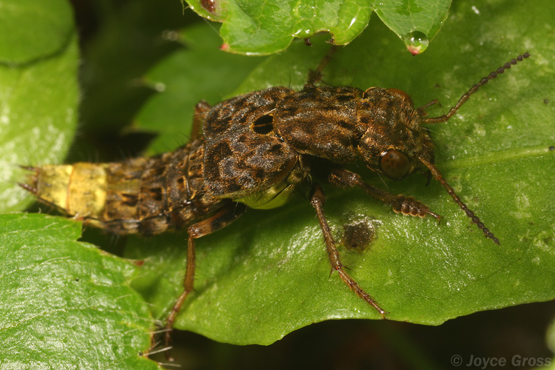 Ontholestes cingulatus