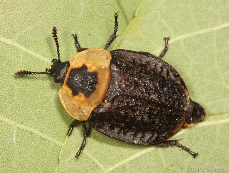 Necrophila americana