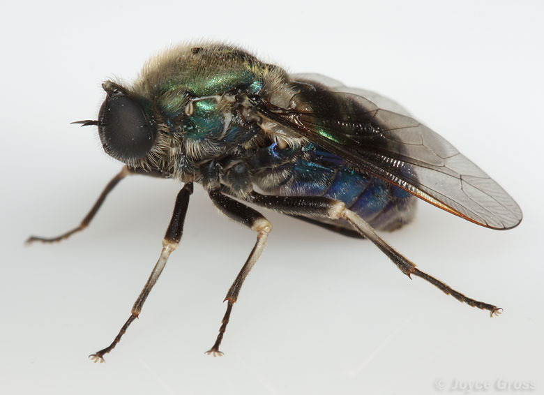 Eulonchus marginatus