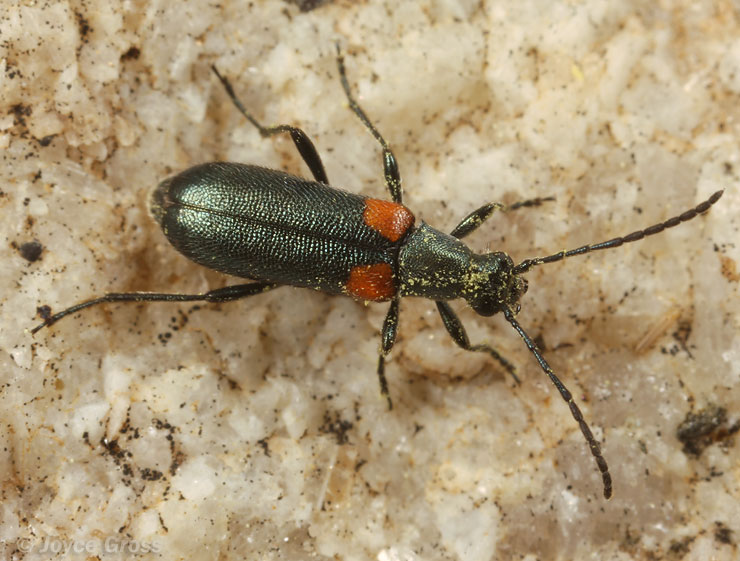 Grammoptera militaris